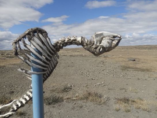 I'm convinced this impaled guanaco was placed by a frustrated tourist looking for a gas station!